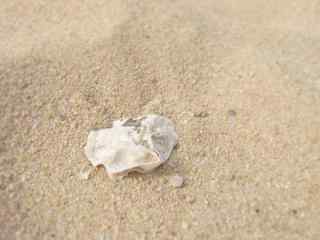 沙滩上的白色小贝壳桌面壁纸