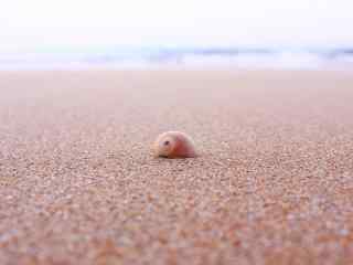 沙滩上面的小贝壳