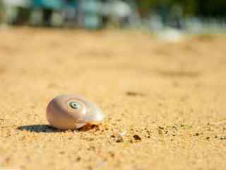 沙滩上可爱的贝壳