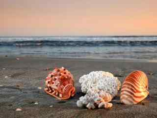 夕阳下的贝壳沙滩