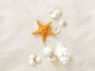 沙滩上的贝壳海星