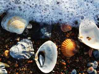 被海水冲刷的贝壳
