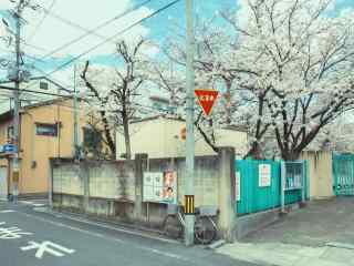 唯美日系樱花树下复古单车桌面壁纸