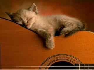 猫咪趴睡在吉他上