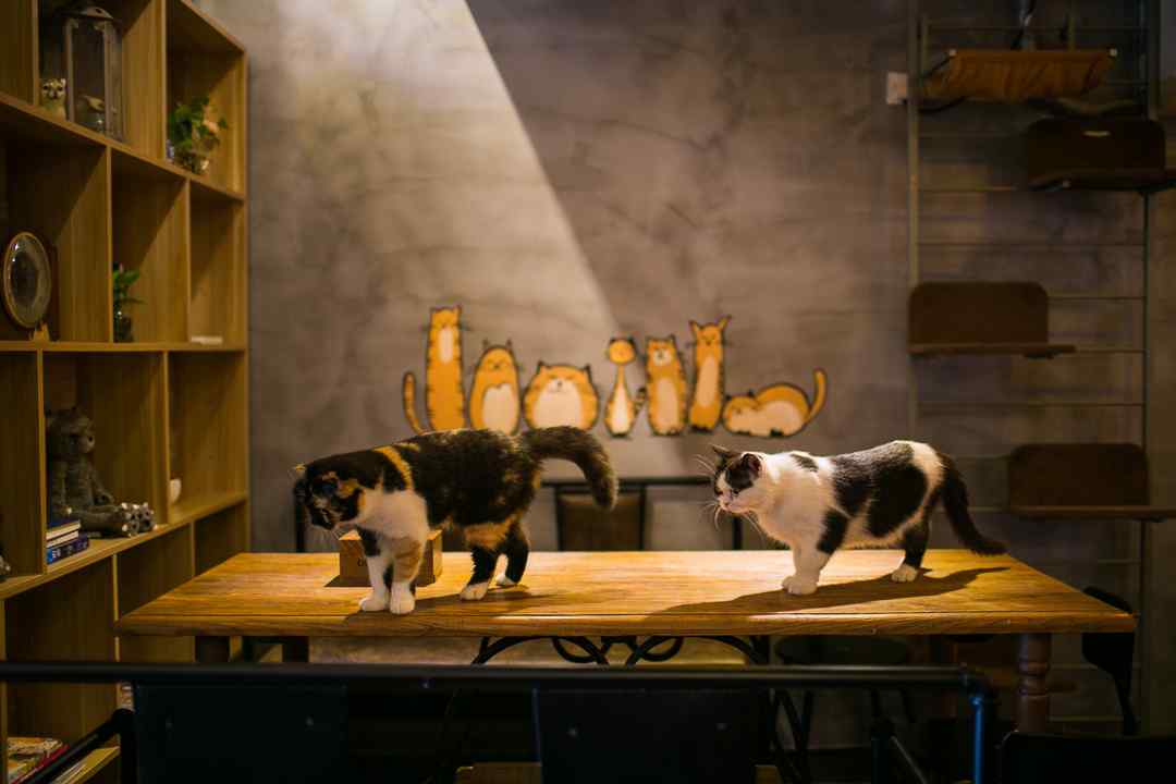咖啡馆里的可爱小猫眯桌面壁纸