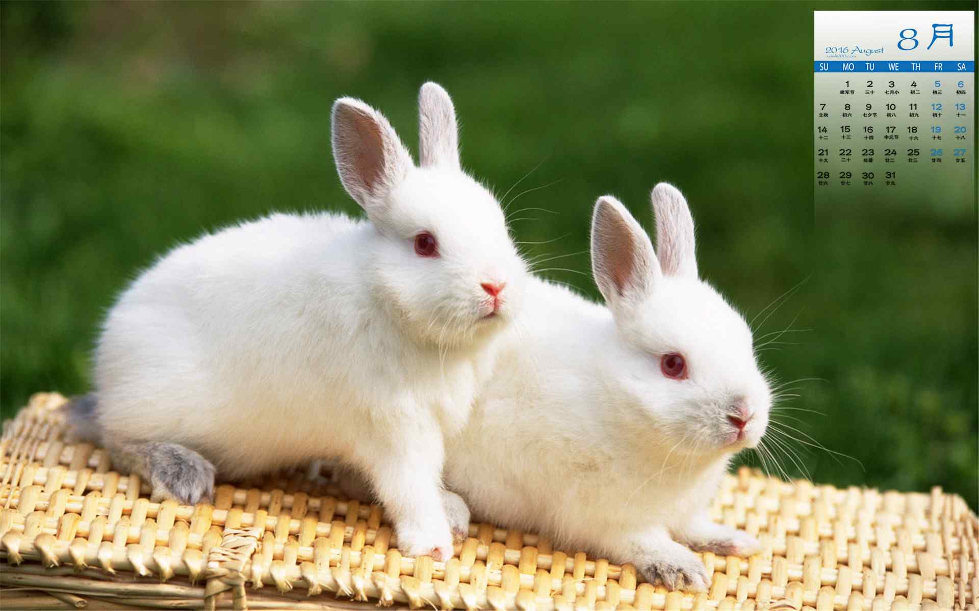 可爱小白兔日历壁纸