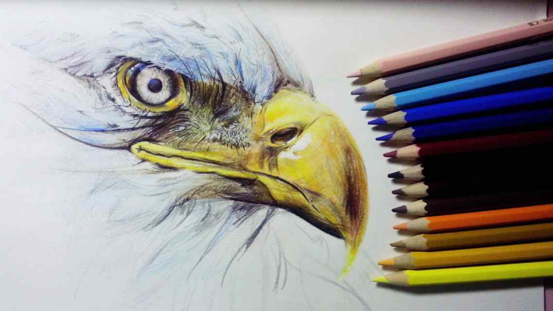 铅笔手绘老鹰图片桌面壁纸