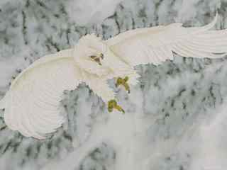 白色羽毛的老鹰图