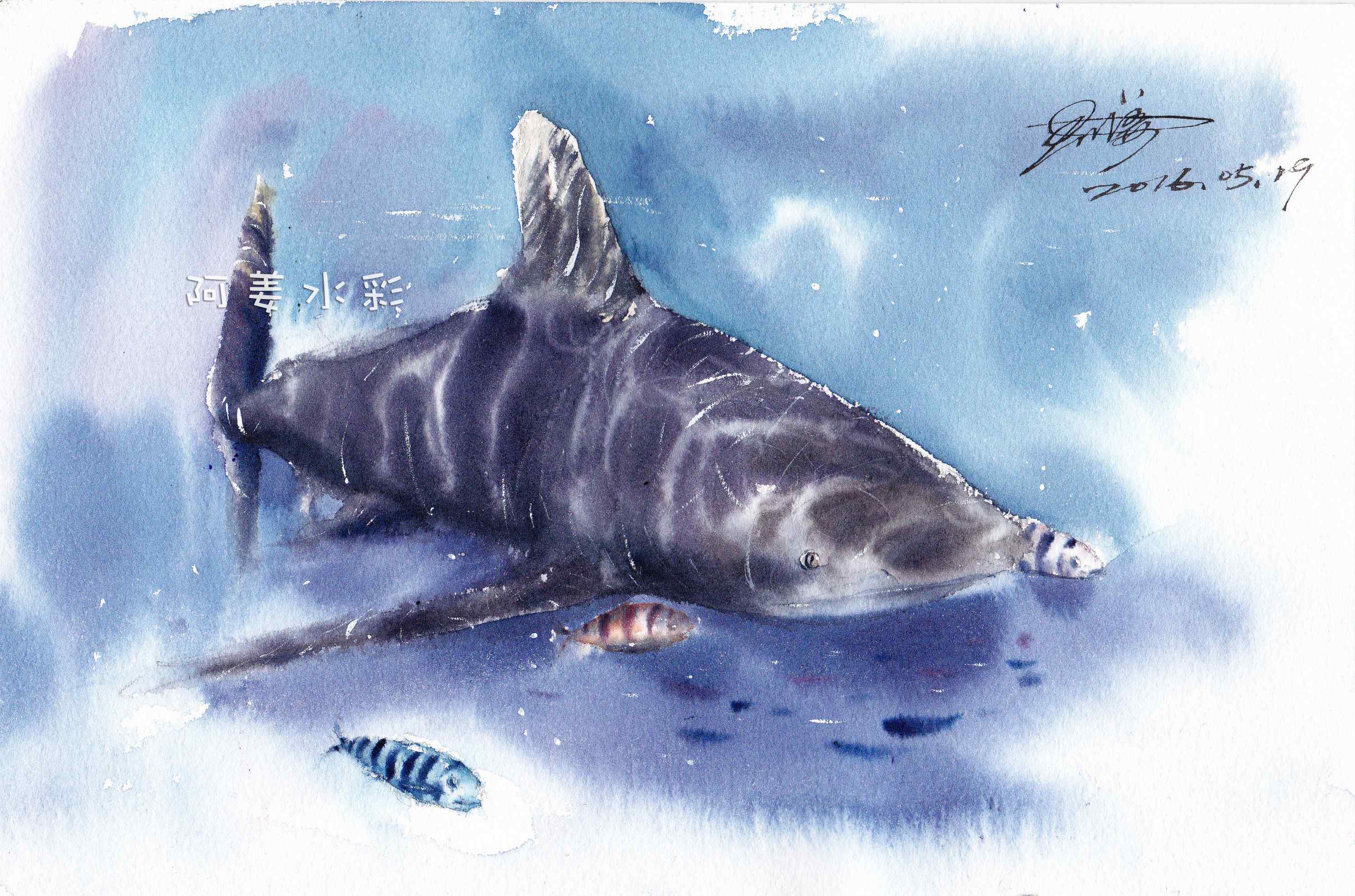 手绘海洋生物鲨鱼桌面壁纸