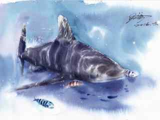 手绘海洋生物鲨鱼桌面壁纸