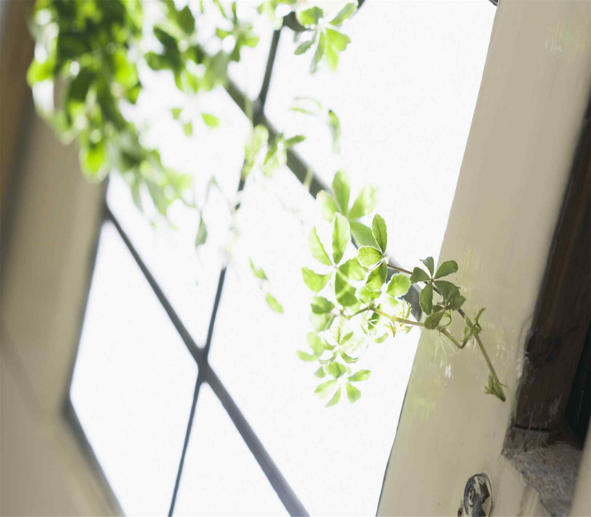 室内绿藤植物盆栽风景桌面壁纸