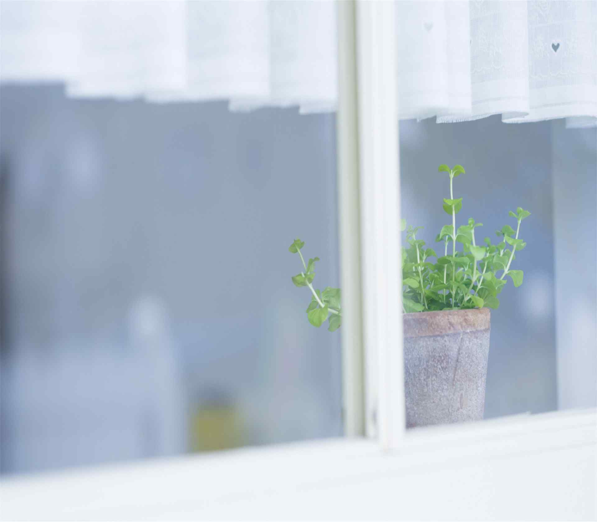 窗台室内绿色植物盆栽风景桌面壁纸