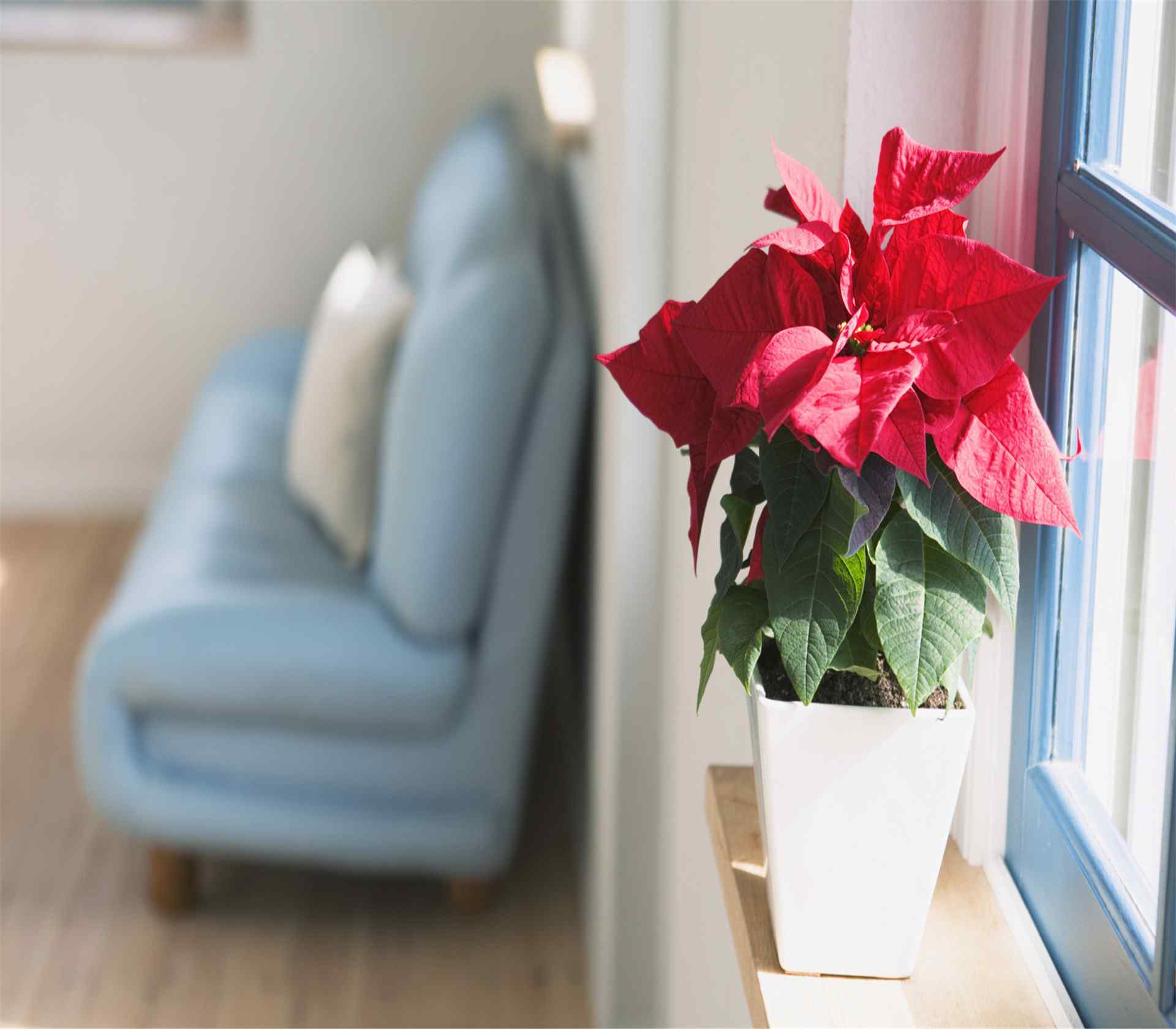 室内沙发窗台红花盆栽风景桌面壁纸