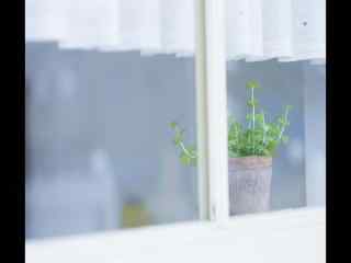 窗台室内绿色植物