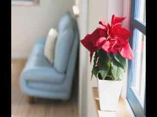 室内沙发窗台红花盆栽风景桌面壁纸