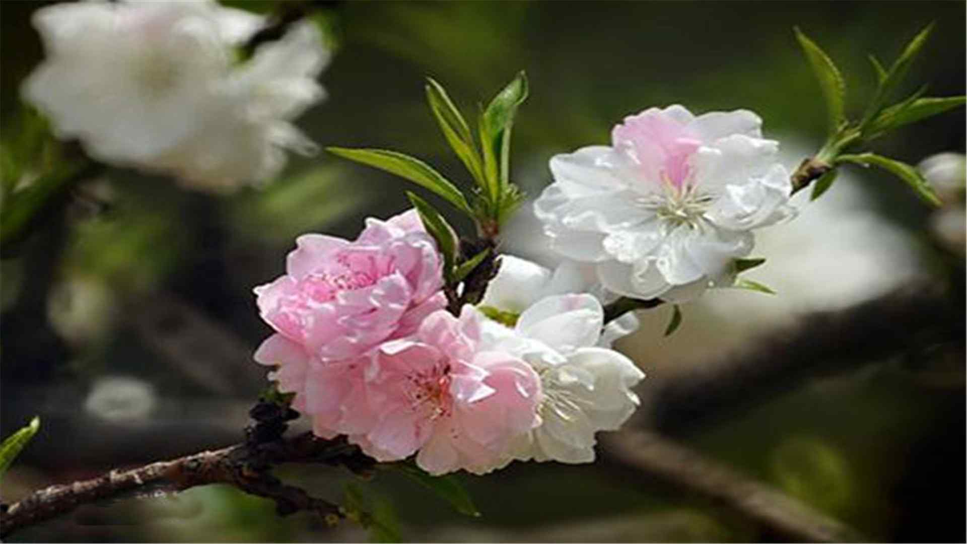 桃花品种寿星桃桌面壁纸