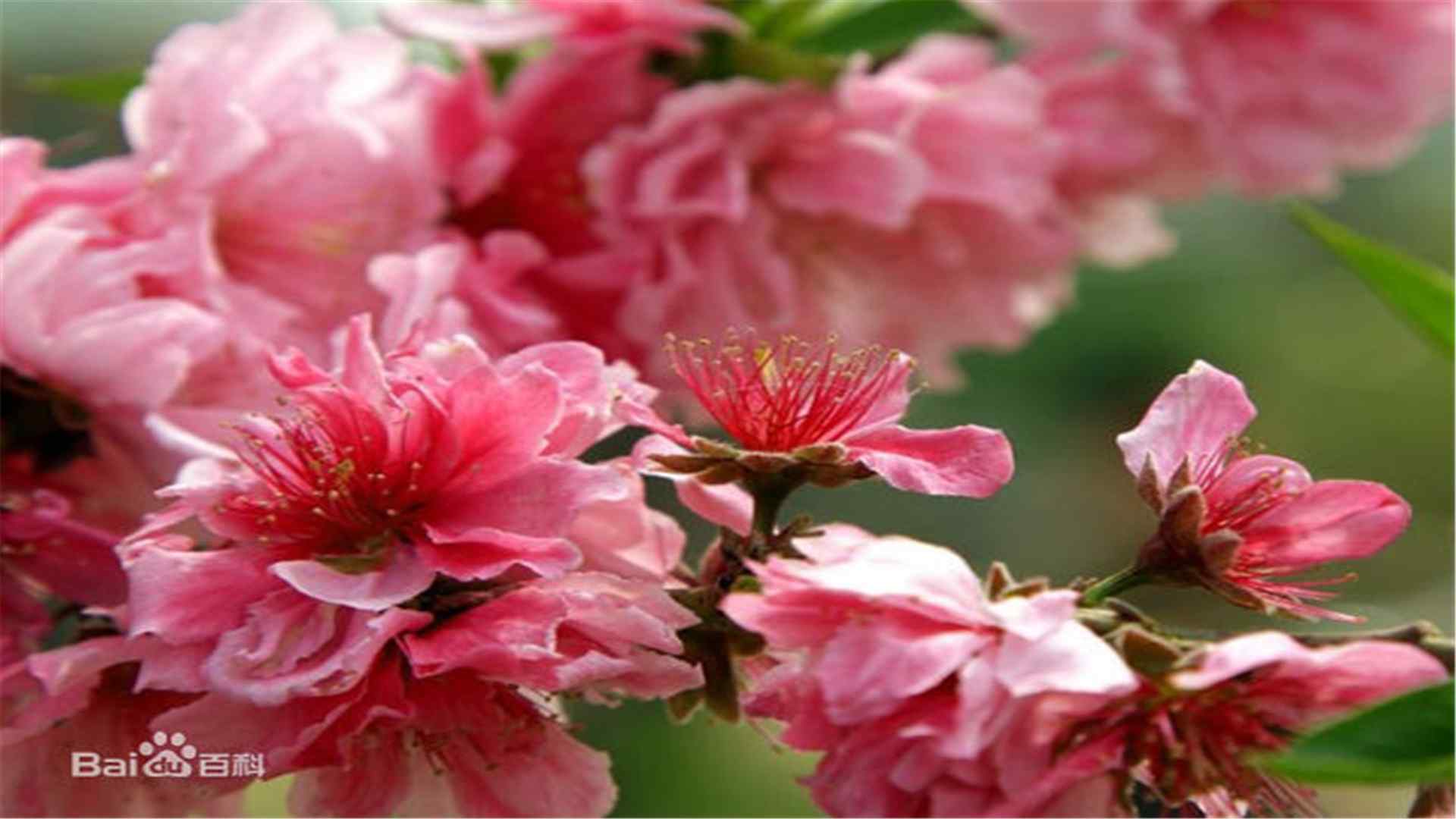 桃花品种千瓣红桃桌面壁纸