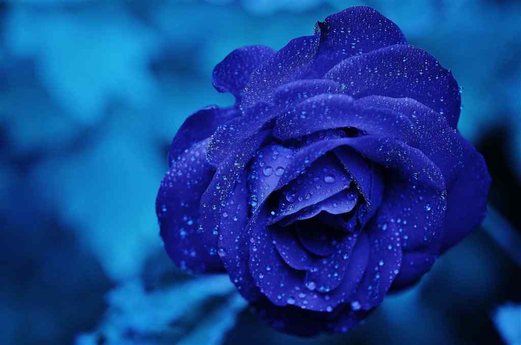 蓝色玫瑰花奇迹花语电脑桌面壁纸