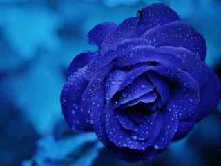 蓝色玫瑰花奇迹花