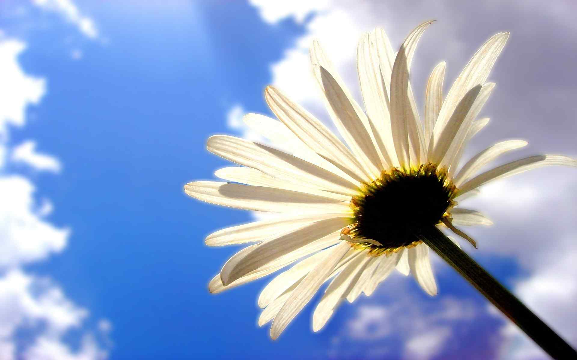 雏菊花白色雏菊在阳光照射下桌面壁纸