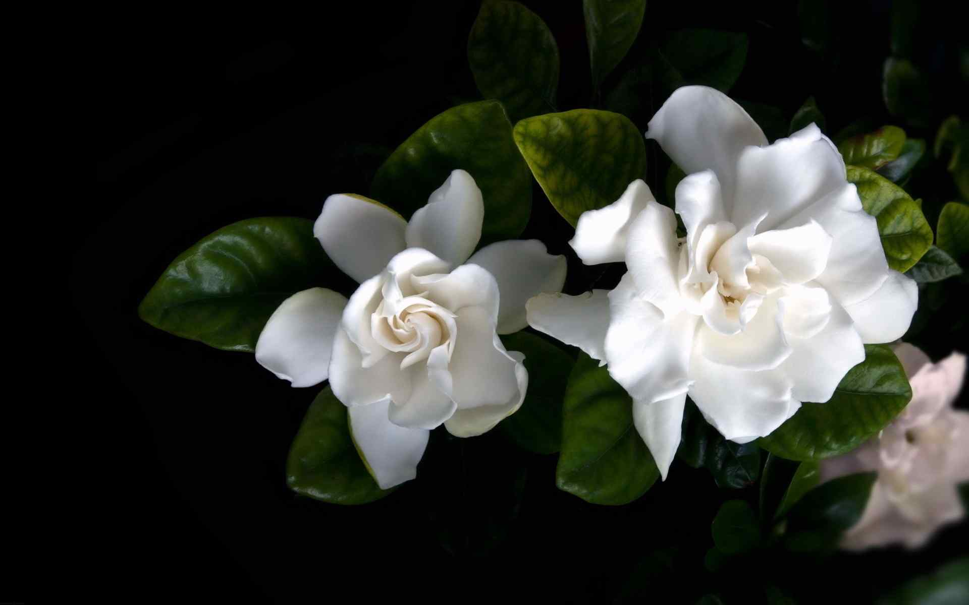 栀子花纯白色的花朵淡雅桌面壁纸