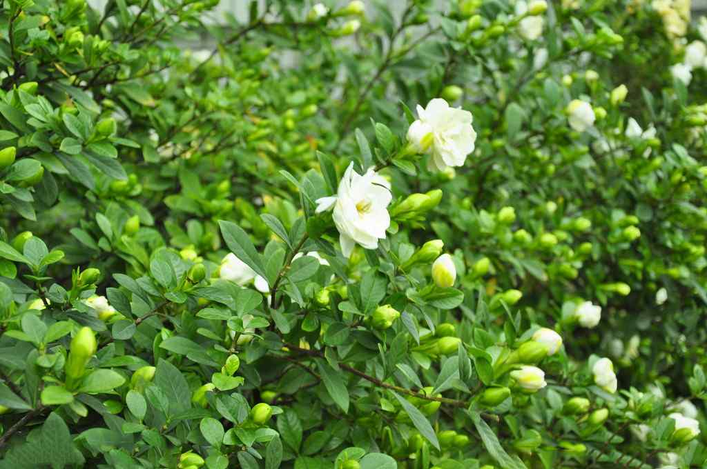 栀子花满上遍野的纯白色的花朵桌面壁纸