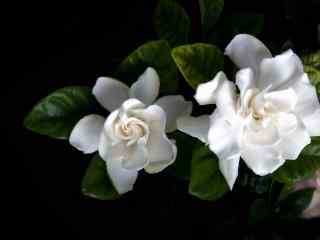 栀子花纯白色的花