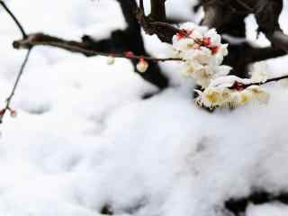 梅花冬日大雪覆盖的梅花桌面壁纸