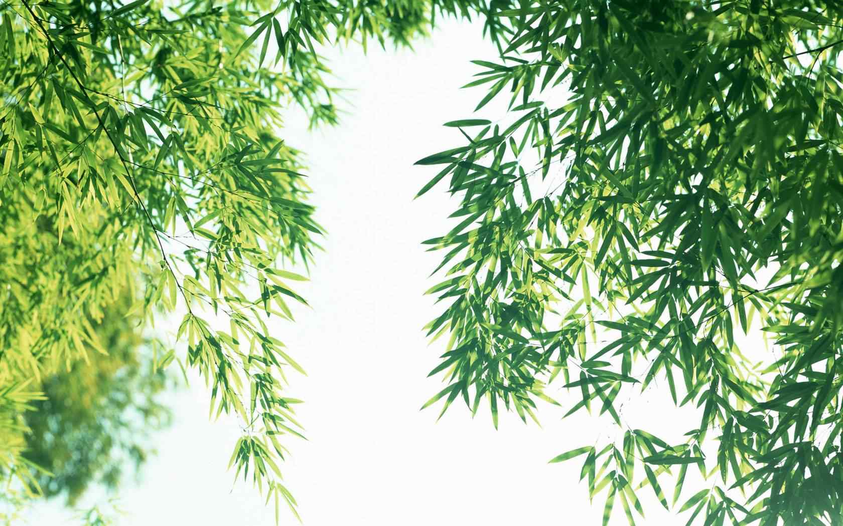 竹子阳光下翠绿色的竹子桌面壁纸
