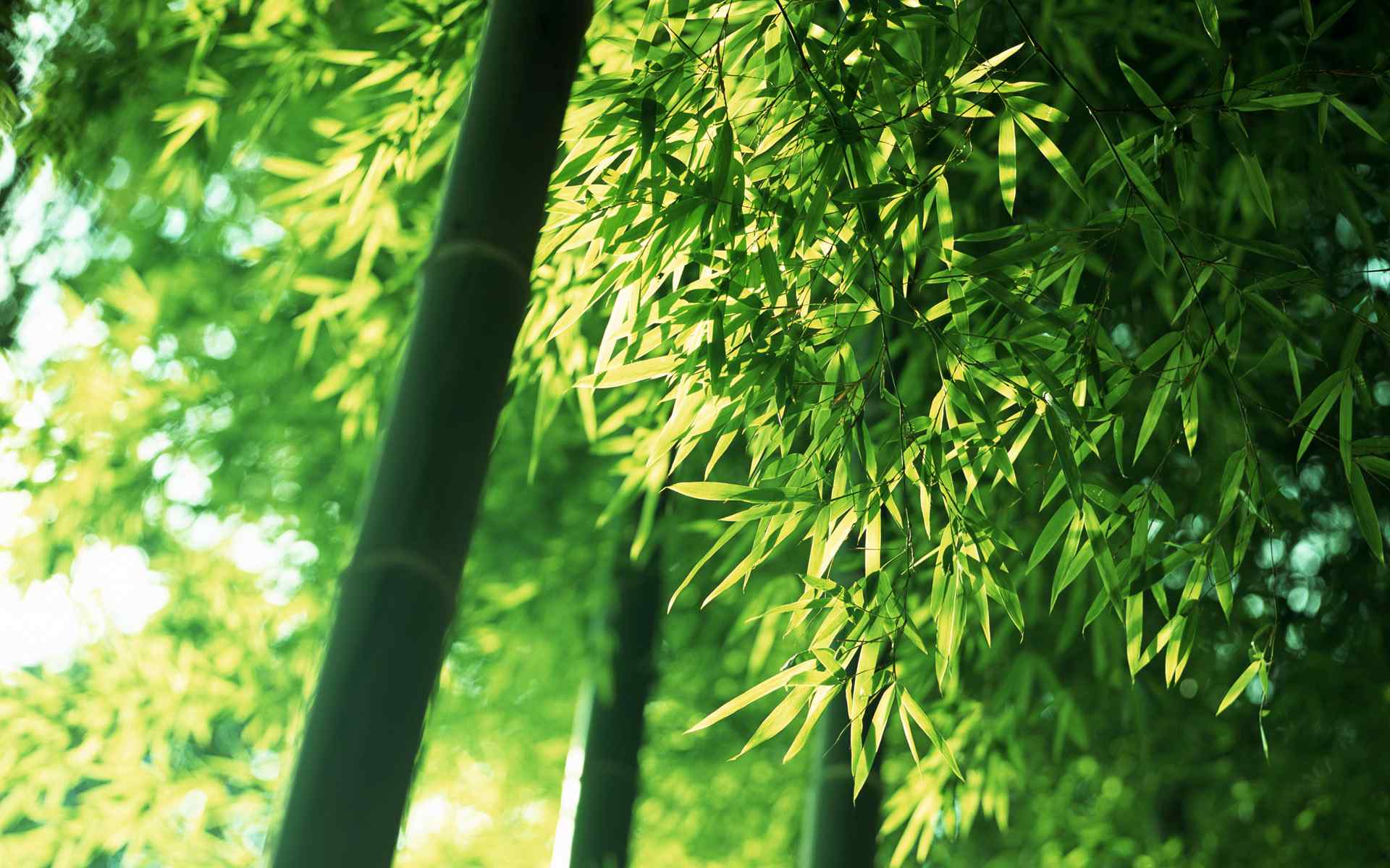 竹子绿色护眼小清新桌面壁纸