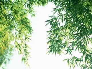 竹子阳光下翠绿色