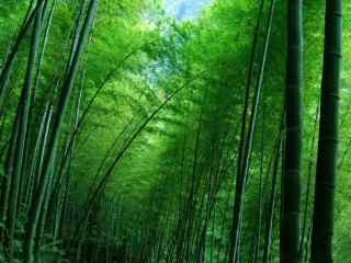 竹子护眼小清新绿