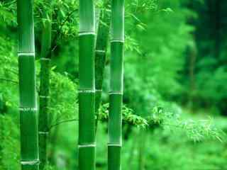 竹子翠绿雨水冲刷桌面壁纸