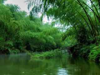 竹子倒入清澈水中
