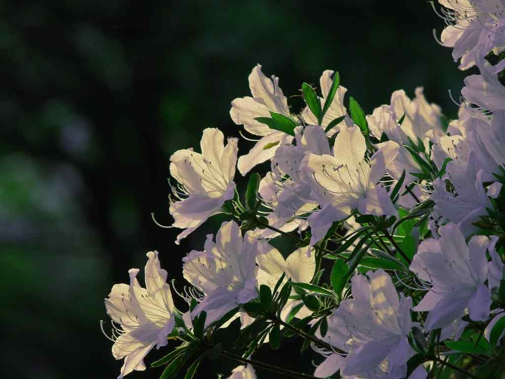 唯美夕阳下的白杜鹃花植物壁纸
