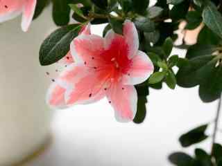 小清新花朵美丽的杜鹃花桌面壁纸