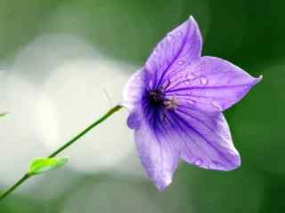 桔梗花唯美小清新紫色花朵桌面壁纸