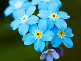 可爱清新的美丽蓝色花朵勿忘我桌面壁纸