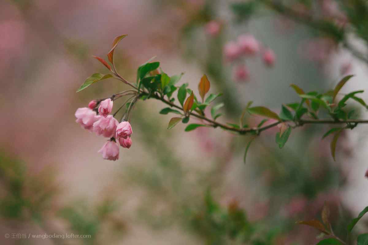 可爱的垂丝海棠花苞植物壁纸（5张）