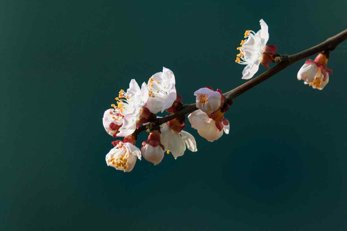 春日里的小清新杏花美丽风景桌面壁纸（6张）