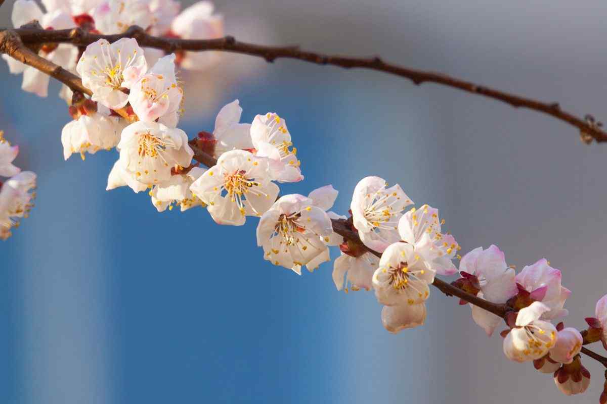 春日杏花满枝头美丽风景桌面壁纸(5张）