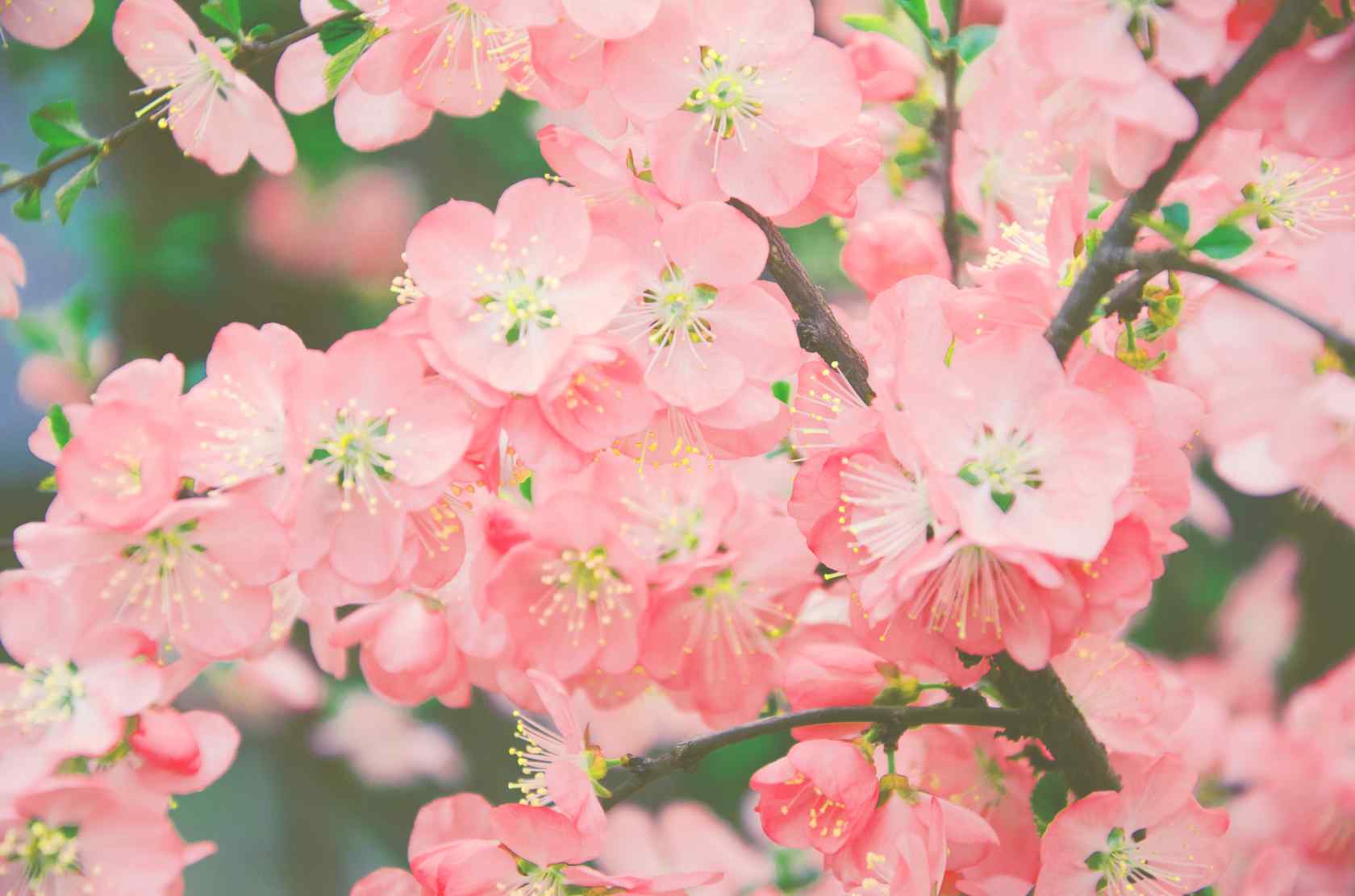 粉嫩欲滴的美丽海棠花植物壁纸