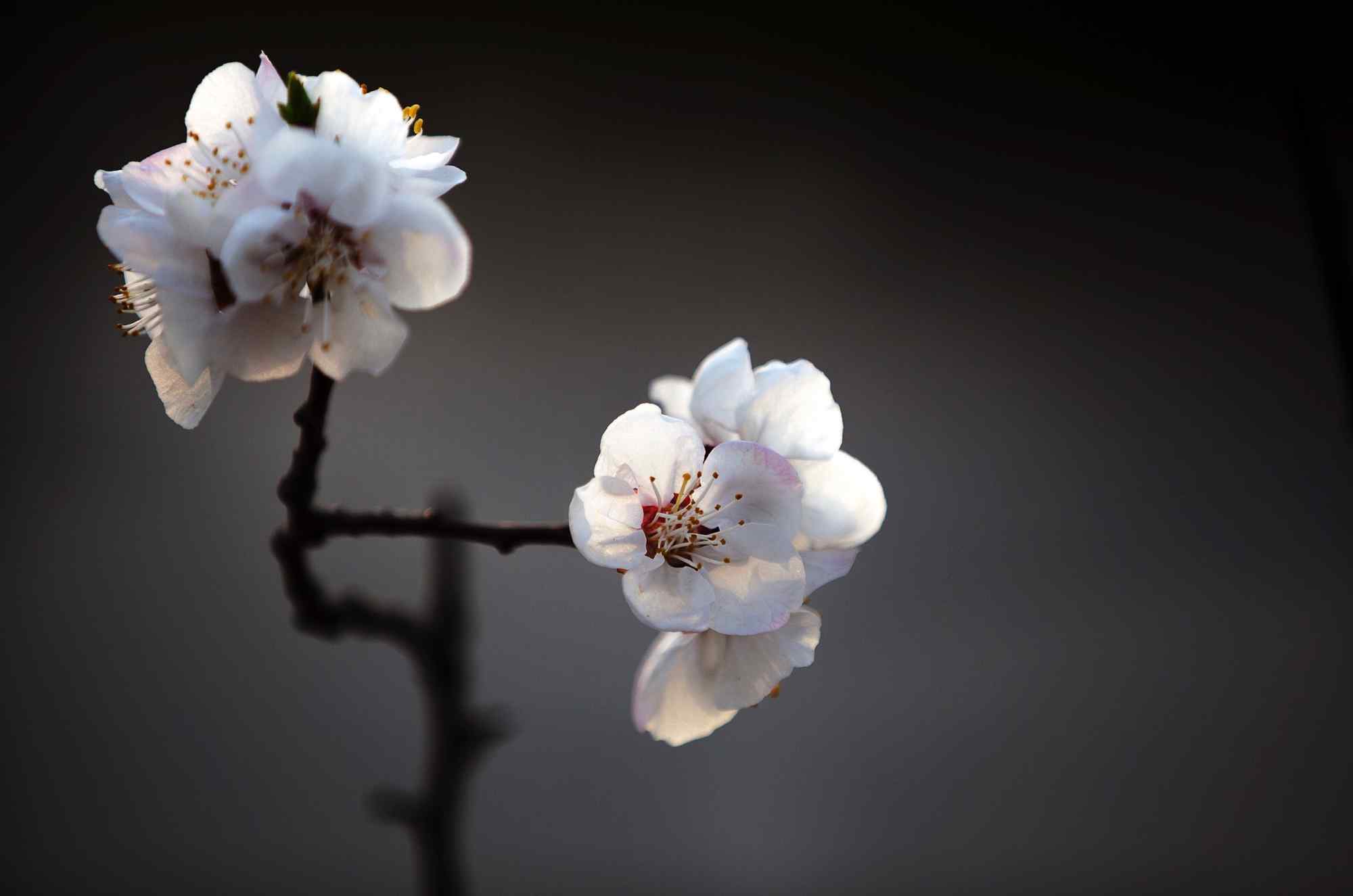 春日里的小清新杏花美丽风景桌面壁纸（6张）