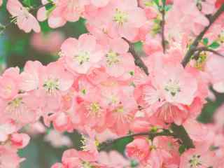 粉嫩欲滴的美丽海棠花植物壁纸