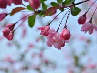 可爱的垂丝海棠花