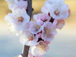 春日杏花满枝头美丽风景桌面壁纸(5张）