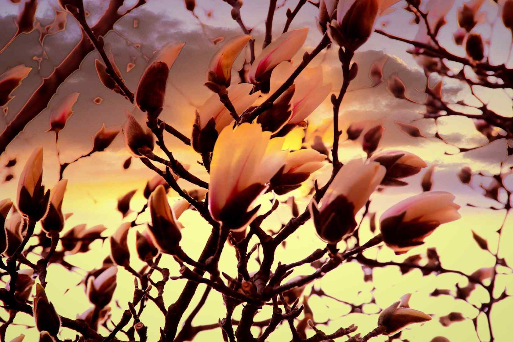 美丽的玉兰花树图集（5张）