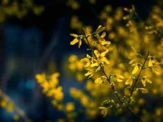 春日黄色小花唯美