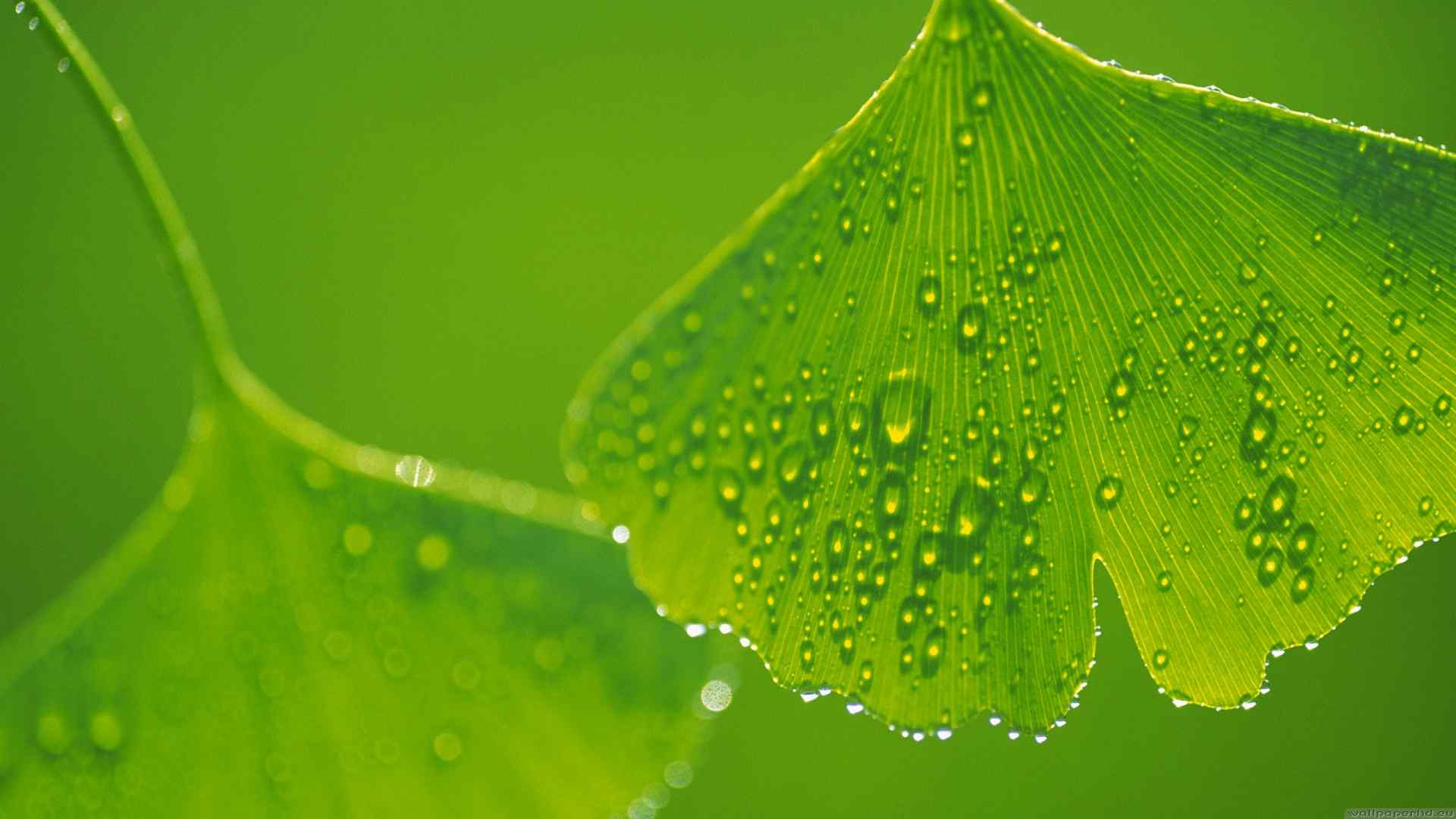 绿色植物与水滴高清护眼壁纸（5张）