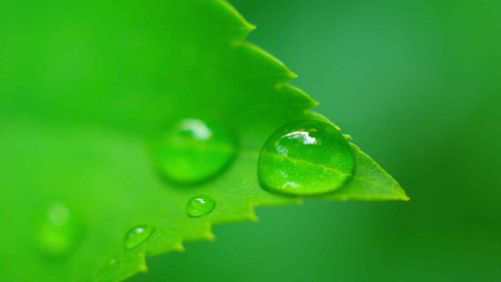 绿色植物与水滴高清护眼壁纸（5张）